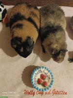 Wolly Cuy Riesenmeerschweinchen Böcke und Weibchen