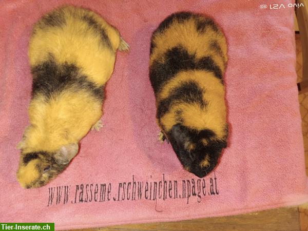 Bild 3: Wolly Cuy Riesenmeerschweinchen Böcke und Weibchen