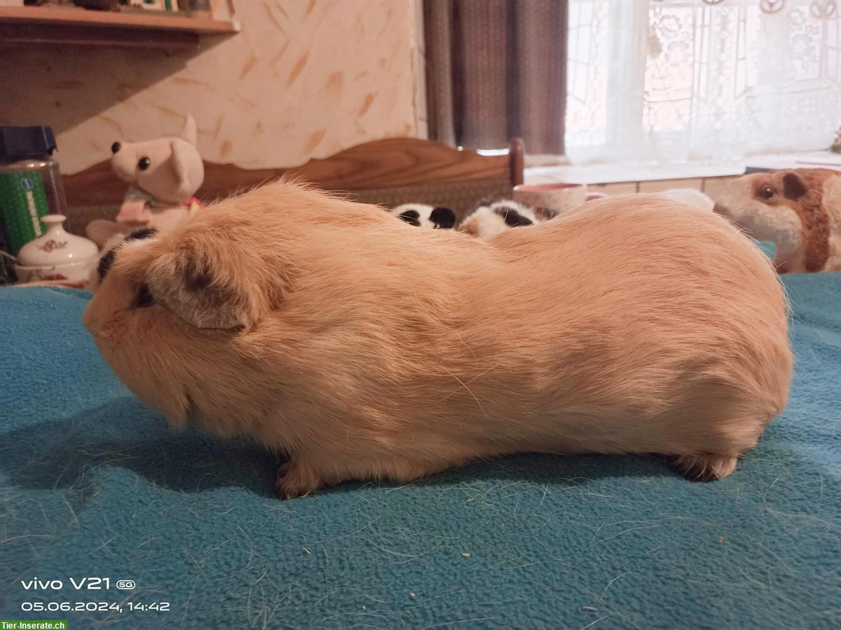 Bild 6: Wolly Cuy Riesenmeerschweinchen Böcke und Weibchen