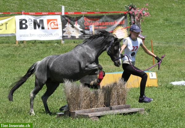 Pflegepony für Pferdeerfahrenes Mami mit Kind/er