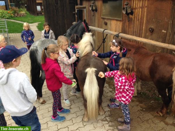 Bild 10: Pflegepony für Pferdeerfahrenes Mami mit Kind/er