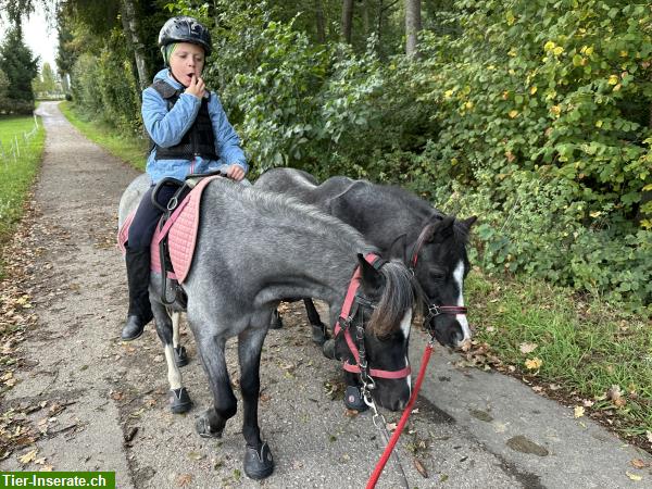 Bild 3: Pflegepony für Pferdeerfahrenes Mami mit Kind/er