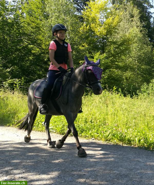 Bild 5: Pflegepony für Pferdeerfahrenes Mami mit Kind/er