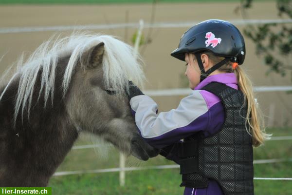 Bild 6: Pflegepony für Pferdeerfahrenes Mami mit Kind/er