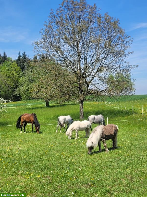 Bild 8: Pflegepony für Pferdeerfahrenes Mami mit Kind/er