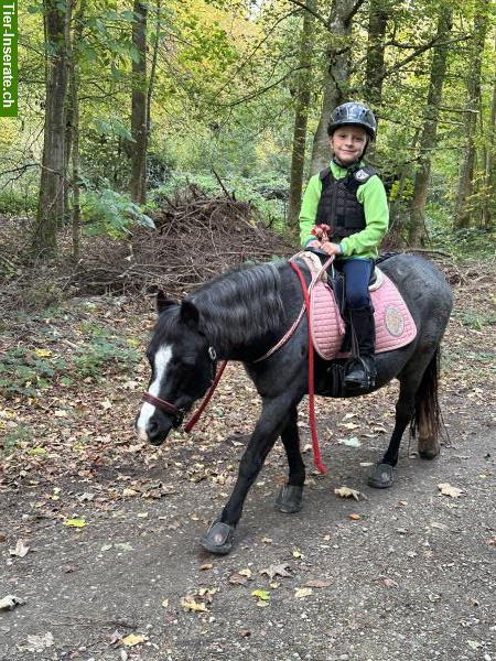 Bild 9: Pflegepony für Pferdeerfahrenes Mami mit Kind/er