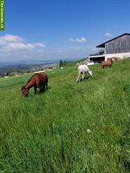 Vermieten grosse Auslaufboxen im sonnigen Oberrohrdorf AG