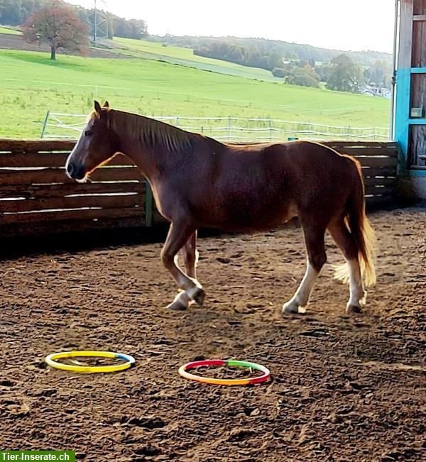 Bild 4: Vermieten grosse Auslaufboxen im sonnigen Oberrohrdorf AG