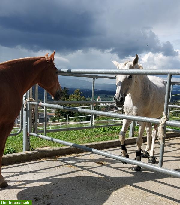 Bild 6: Vermieten grosse Auslaufboxen im sonnigen Oberrohrdorf AG