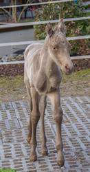 „Neujahrsspezial“ Quarter Horse Absetzter in Sonderfarbe sucht Lebensplatz
