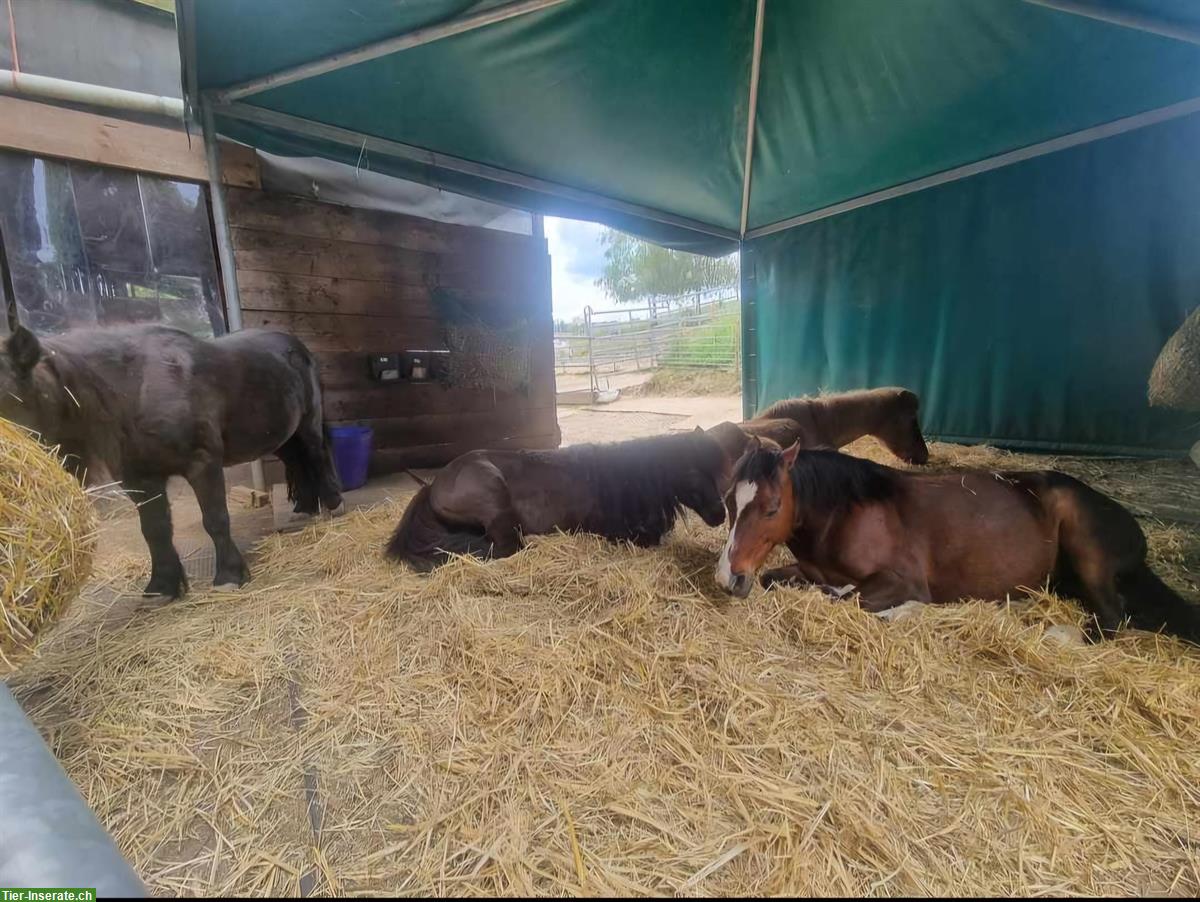 Bild 5: Suchen Praktikantin für unsere kunterbunte Reitschule