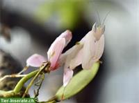 Orchideenmantiden Nachzuchten (Hymenopus coronatus)