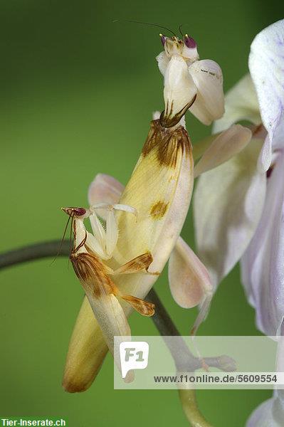 Bild 3: Orchideenmantiden Nachzuchten (Hymenopus coronatus)