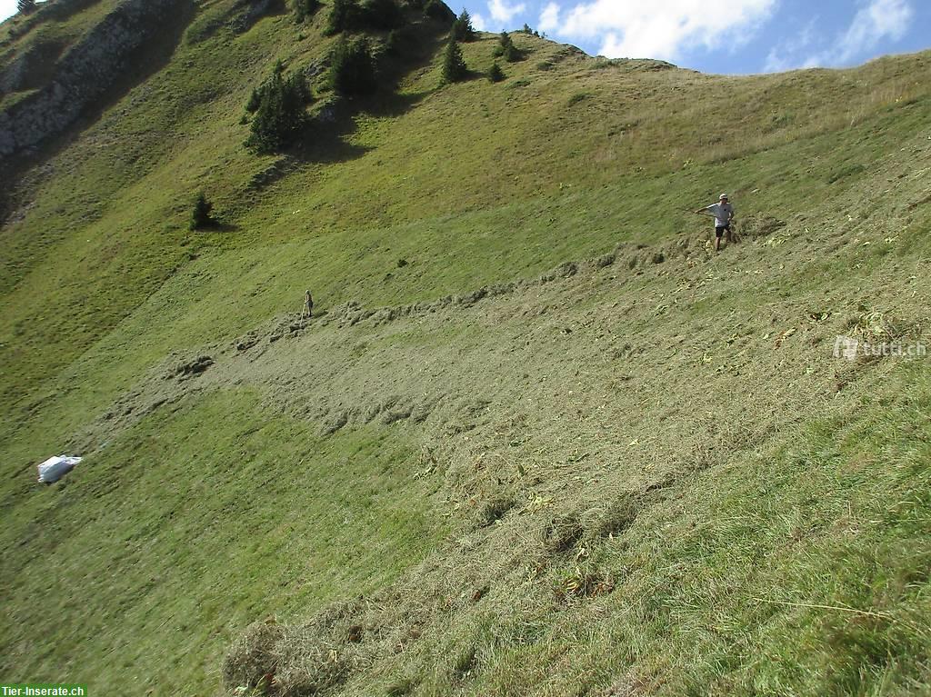 Bild 2: Heu aus Bergkräutern in Kleinballen zu verkaufen