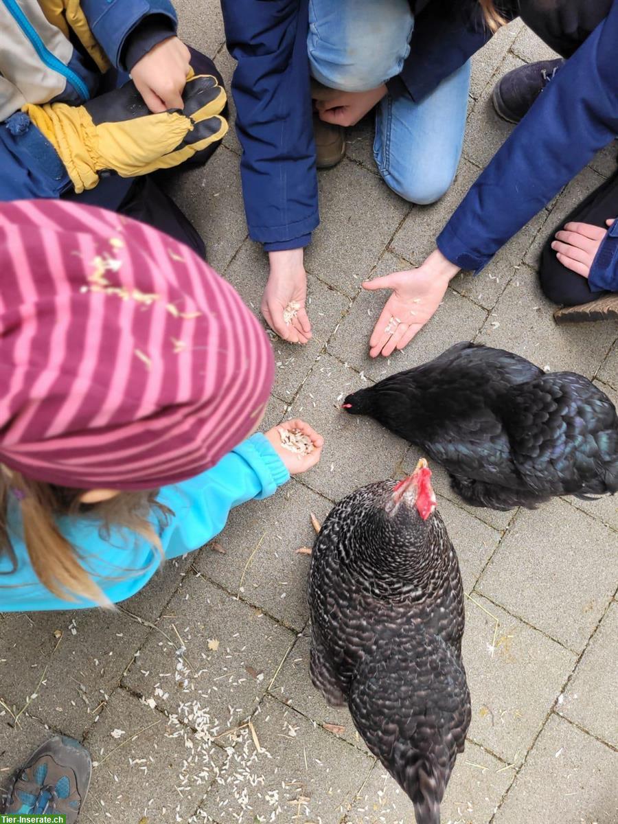 Bild 4: Freiwilligenarbeit Tierbereich | Gemeinschaftszentrum in Zürich