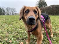 Lexia, schüchterne Mischlingshündin ,braucht Hundeerfahrung