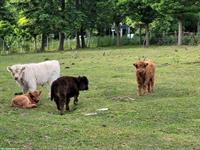 Mini-Hochlandrinder / Mini Highland Cattle zu verkaufen
