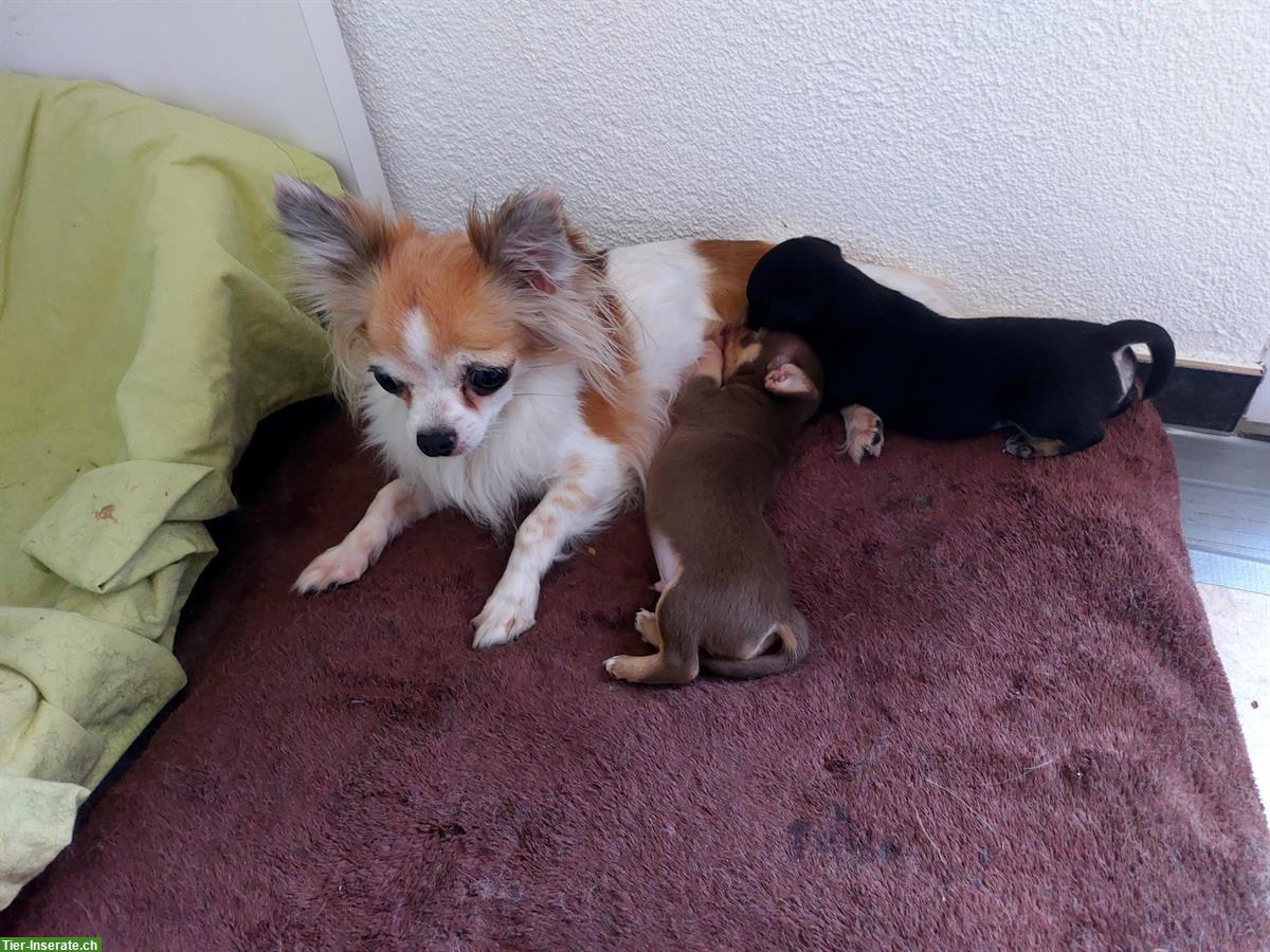 Bild 2: Süsse Chihuahua Welpen, Langhaar x Kurzhaar