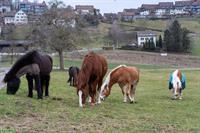 Freie Offenstallplätze auf Biohof für Ponys/Isländer, ZH-Unterland