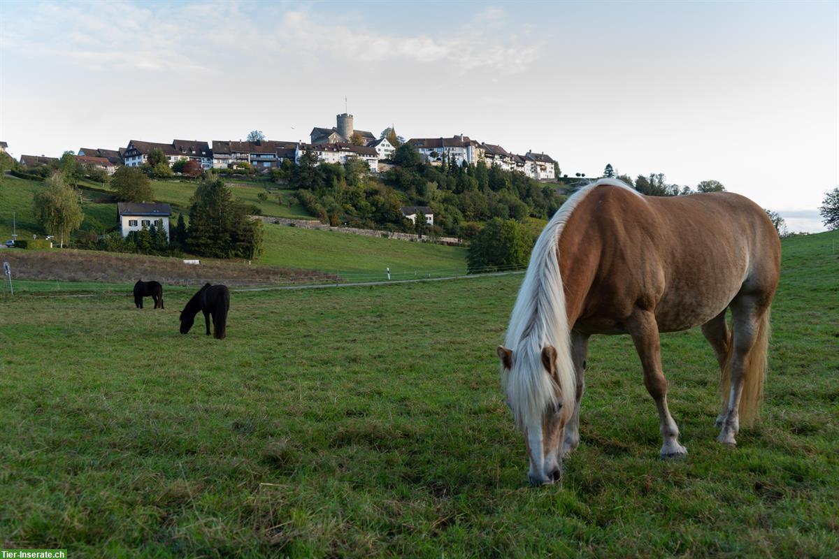 Bild 2: Freie Offenstallplätze auf Biohof für Ponys/Isländer, ZH-Unterland