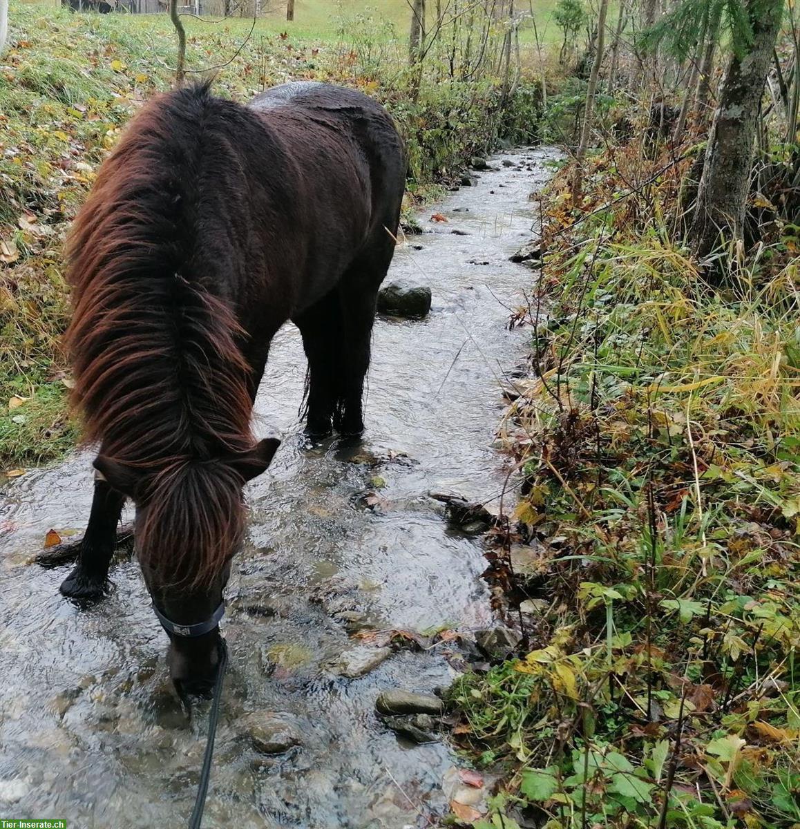 Reitbeteiligung, Muky - Vakyreiten, Reitstunden oder Kutschenfahrt