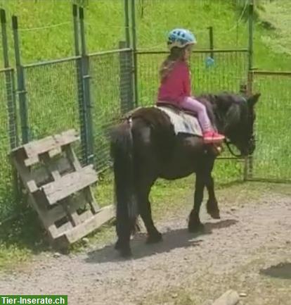 Bild 3: Reitbeteiligung, Muky - Vakyreiten, Reitstunden oder Kutschenfahrt