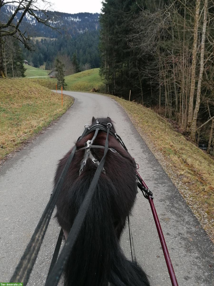 Bild 5: Reitbeteiligung, Muky - Vakyreiten, Reitstunden oder Kutschenfahrt