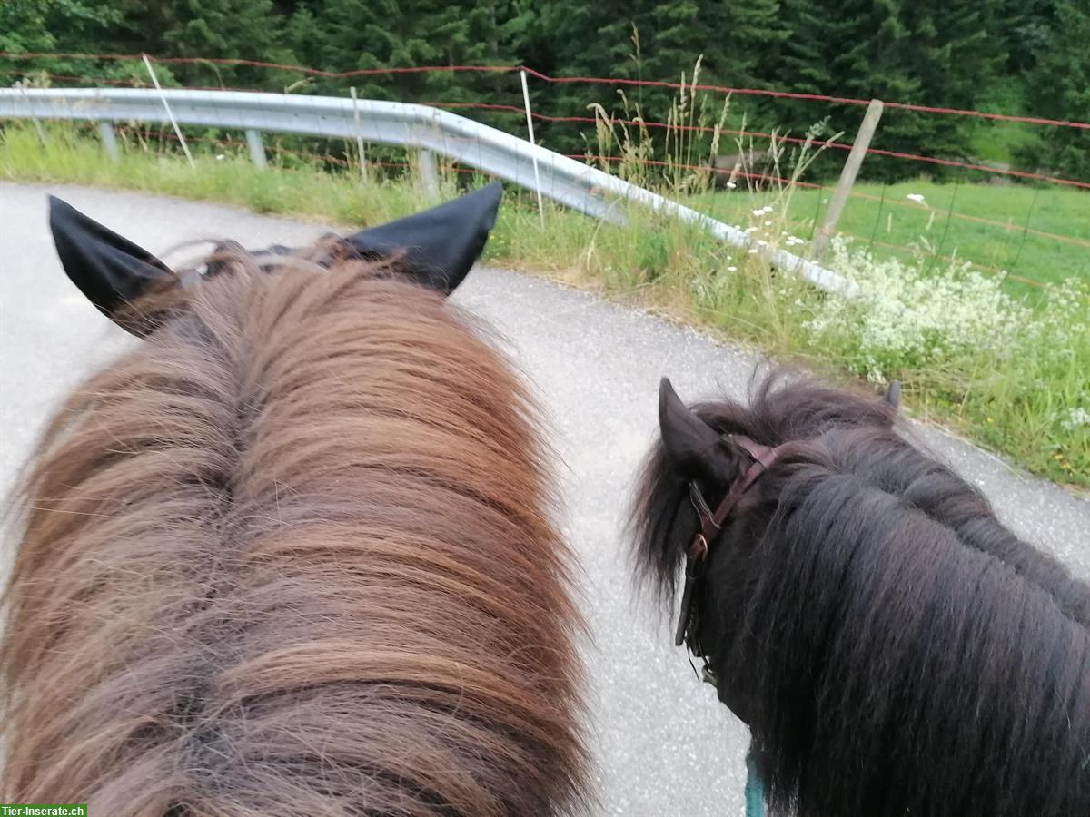 Bild 6: Reitbeteiligung, Muky - Vakyreiten oder Reitstunden