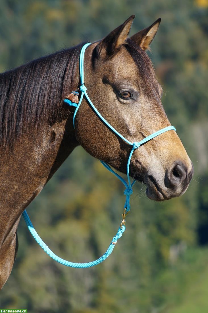 Paint Horse Stute, 150cm zu verkaufen