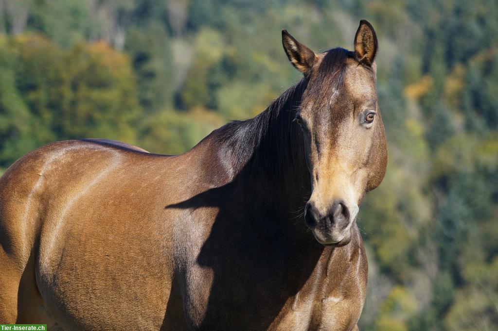 Bild 2: Paint Horse Stute, 150cm zu verkaufen