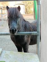 Unser Frechdachs Filou sucht netten & zuverlässigen Ponyfan