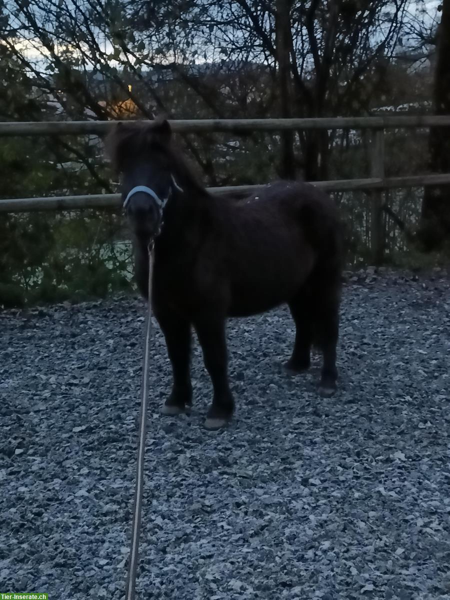 Bild 2: Unser Frechdachs Filou sucht netten & zuverlässigen Ponyfan