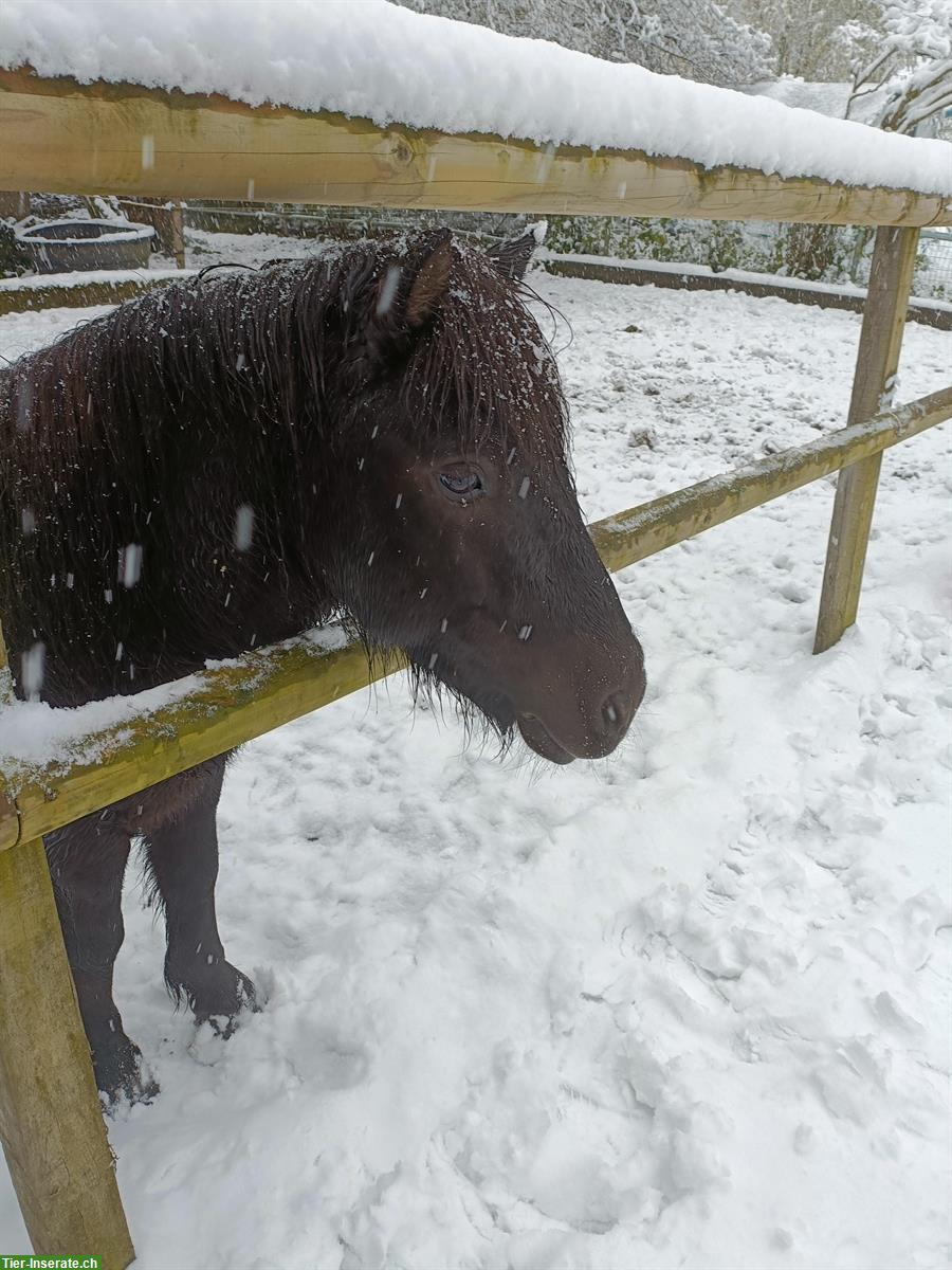 Bild 3: Unser Frechdachs Filou sucht netten & zuverlässigen Ponyfan