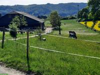 Freie Pferdeboxe in schönem Freizeitstall in Würenlos AG