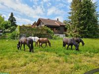 Offenstallplatz frei für barhufigen Wallach im ZH-Oberland