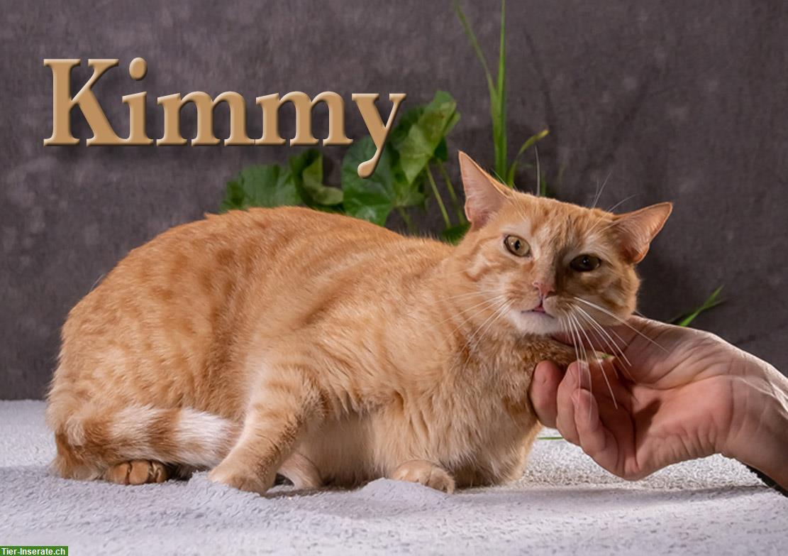 Bild 5: Katzen Paar Sweety & Kimmy, möchten unbedingt zusammen bleiben!