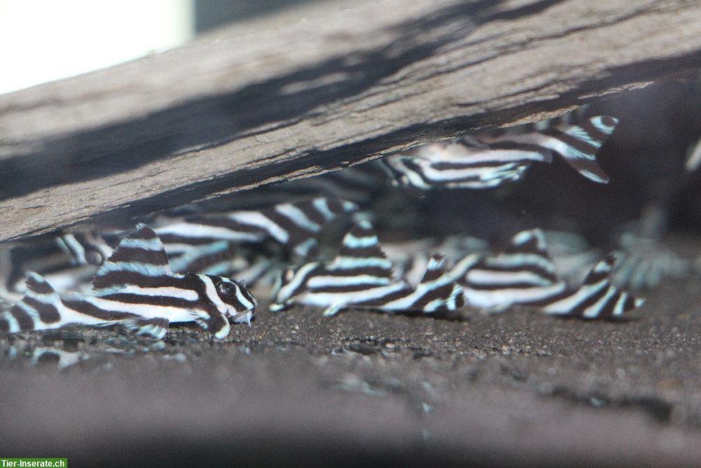 Bild 2: Junge L46 Zebrawelse schön gezeichnet abzugeben