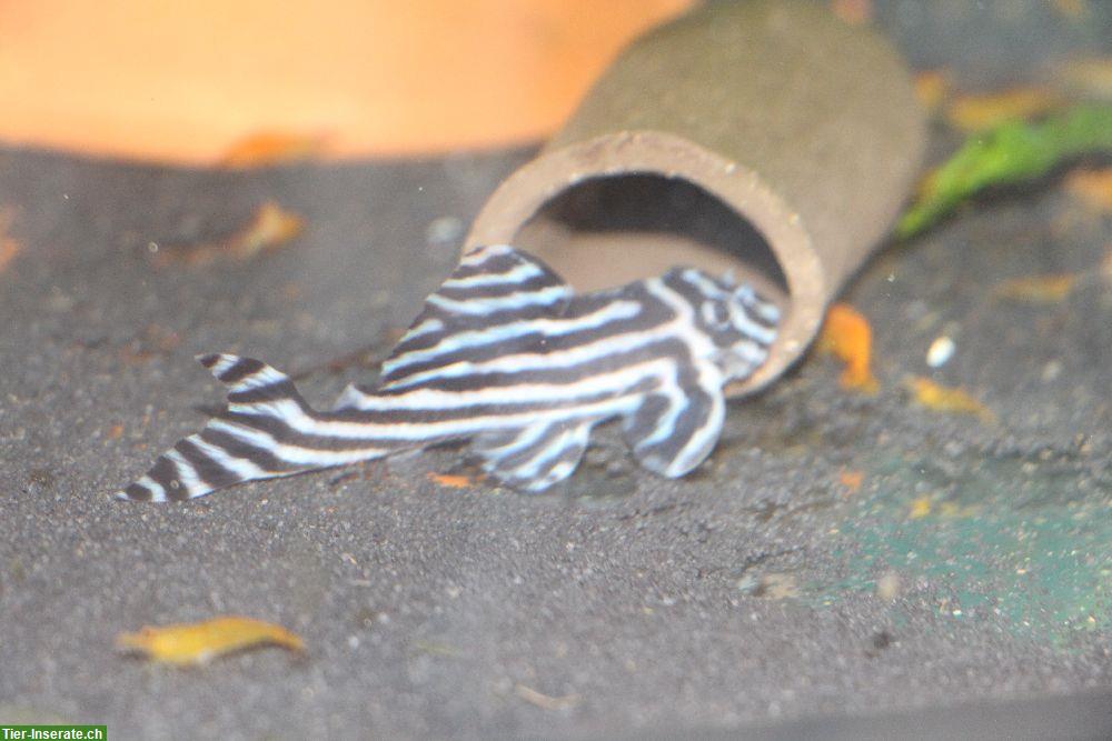 Bild 3: Junge L46 Zebrawelse schön gezeichnet abzugeben