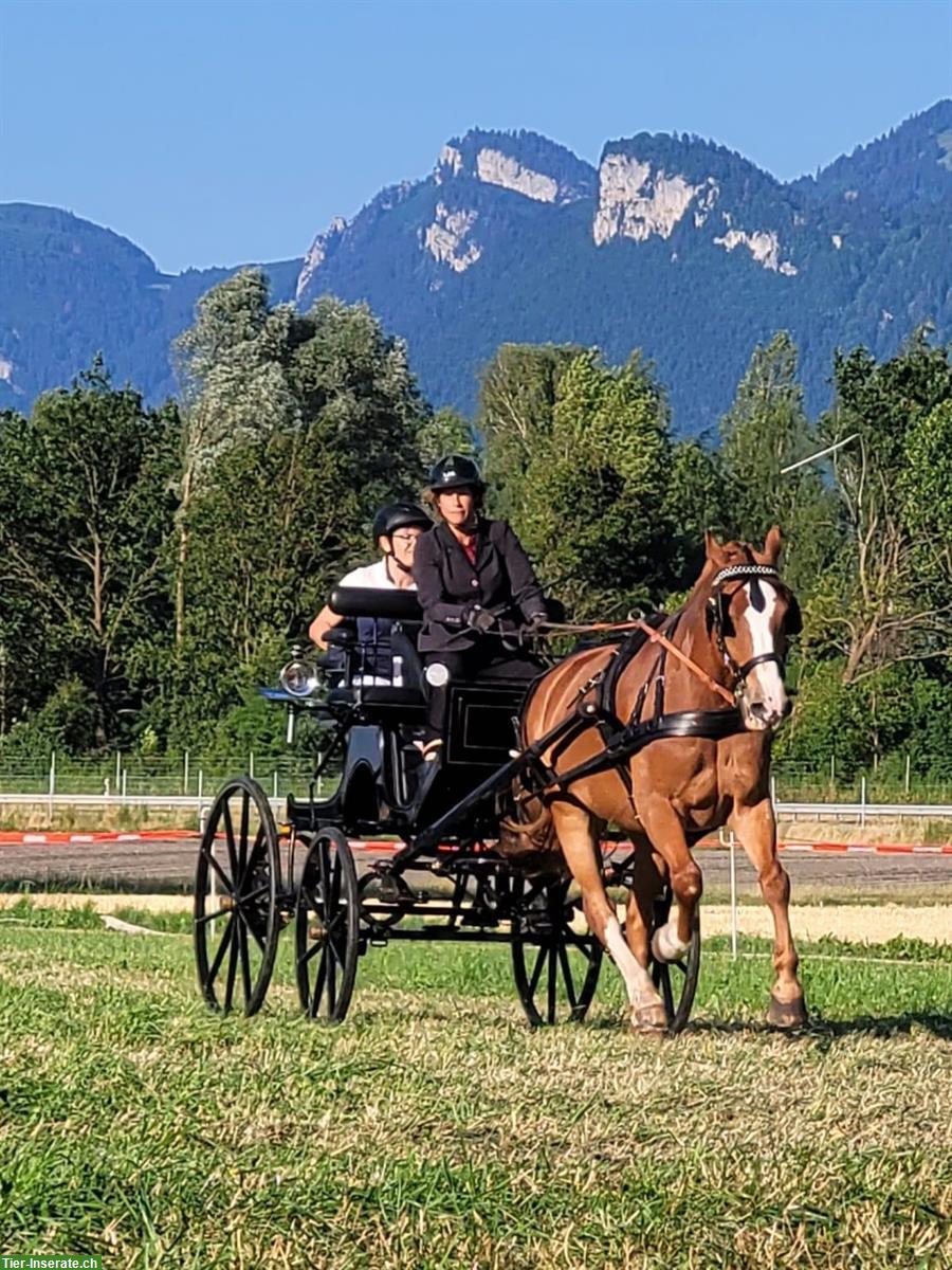 Biete Reitstunden, Beritt in der Umgebung Mettlen TG