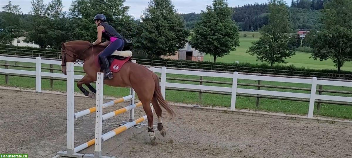 Bild 3: Biete Reitstunden, Beritt in der Umgebung Mettlen TG