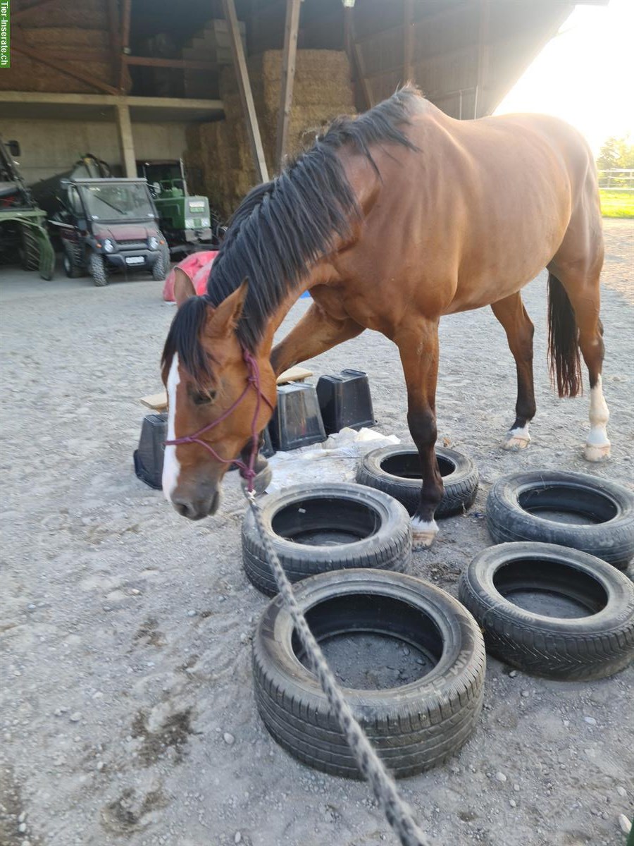 Bild 8: Biete Reitstunden, Beritt in der Umgebung Mettlen TG