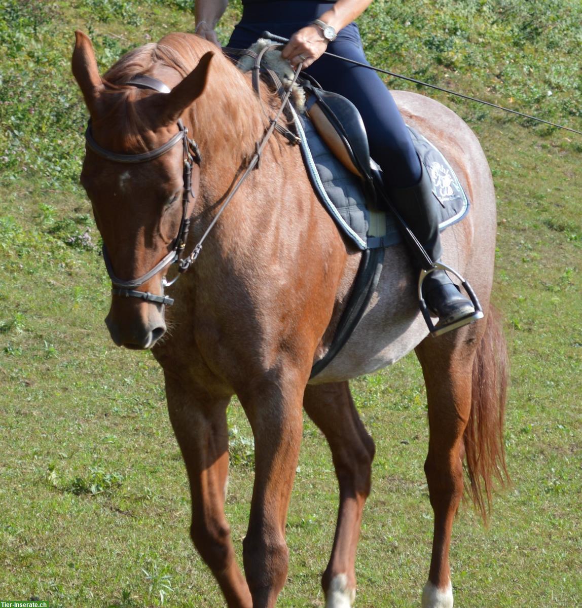 Reitbeteiligung gesucht für Warmblut Stute bei Schötz LU