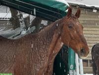 Reitbeteiligung bei Schötz LU für Warmblut Stute gesucht