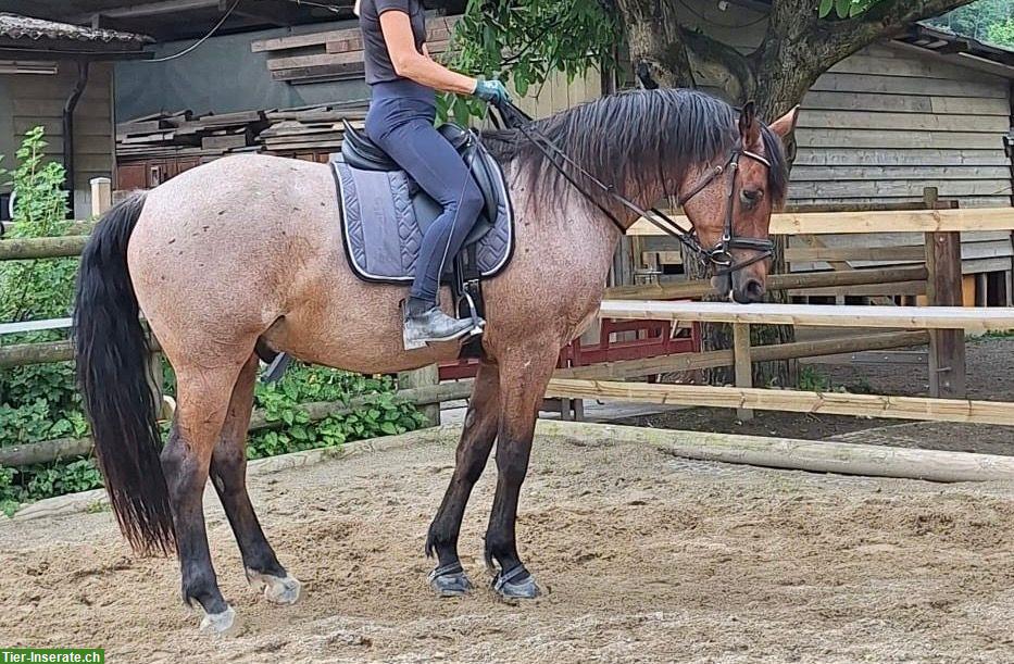 Bild 10: Biete Reitbeteiligung für 2 Warmblutpferde in 6143 Ohmstal LU