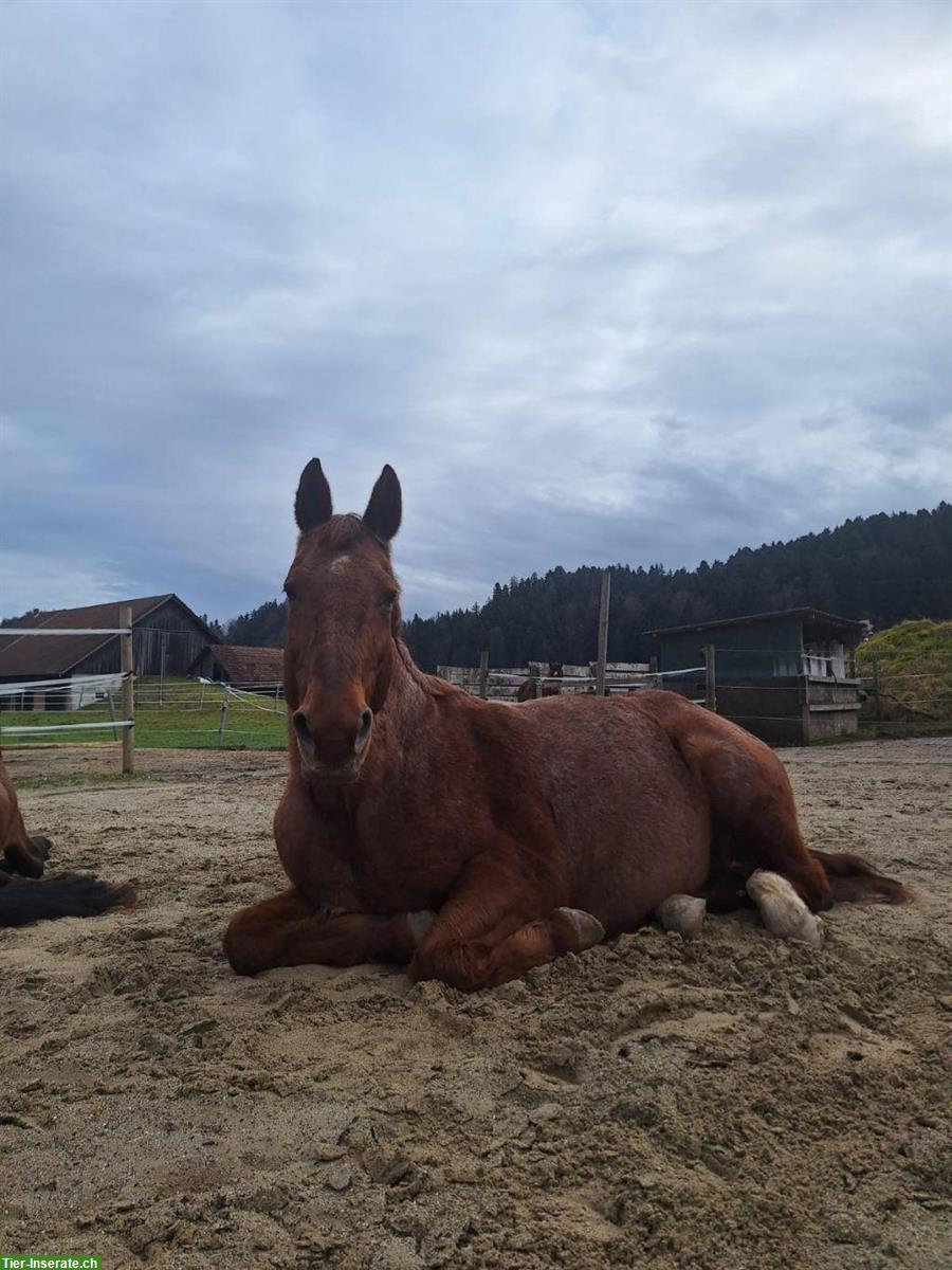 Bild 2: Reitbeteiligung gesucht für Warmblut Stute bei Schötz LU