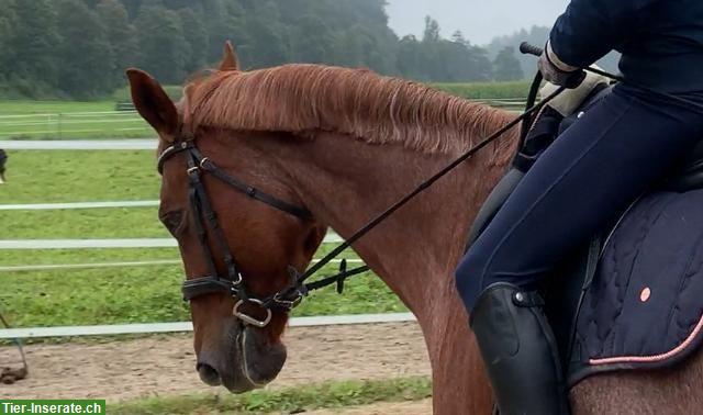 Bild 3: Reitbeteiligung gesucht für Warmblut Stute bei Schötz LU