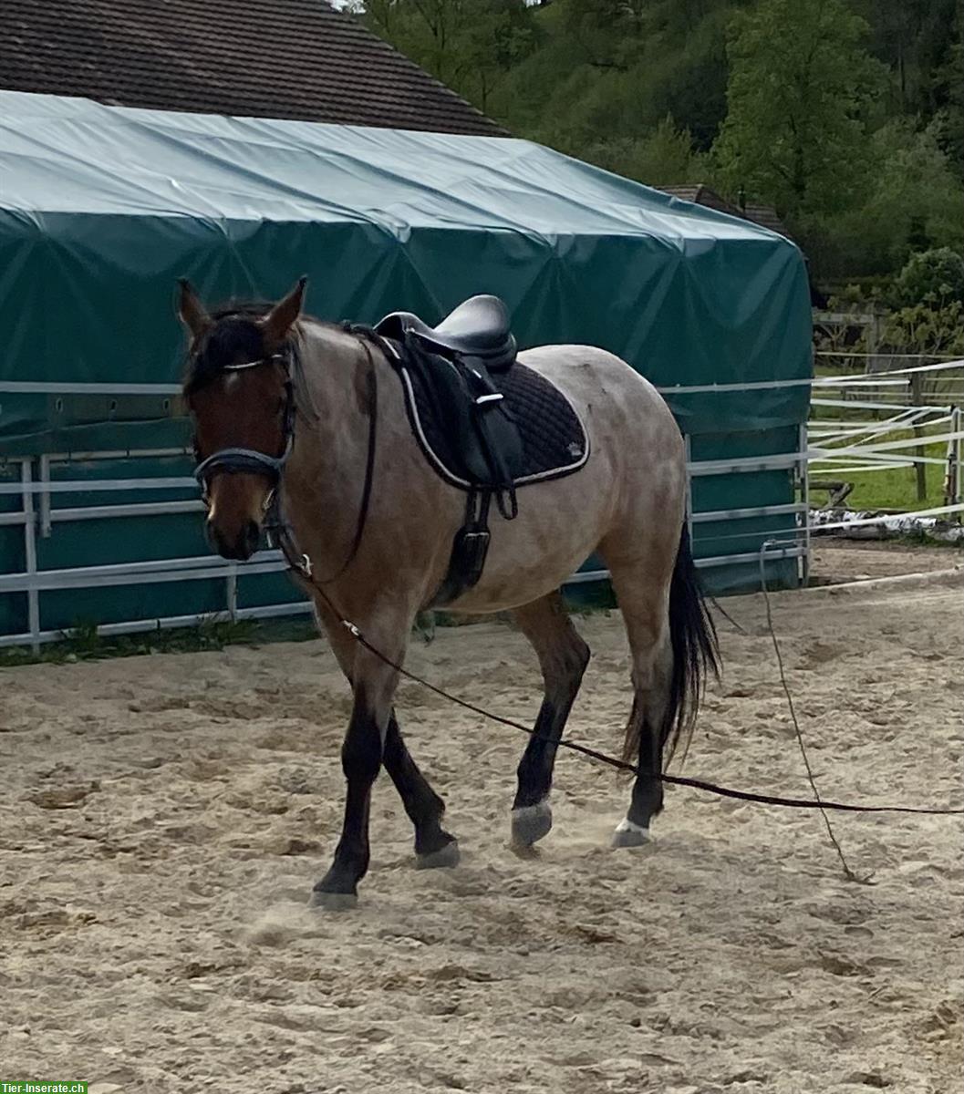 Bild 7: Reitbeteiligung gesucht für Warmblut Stute bei Schötz LU
