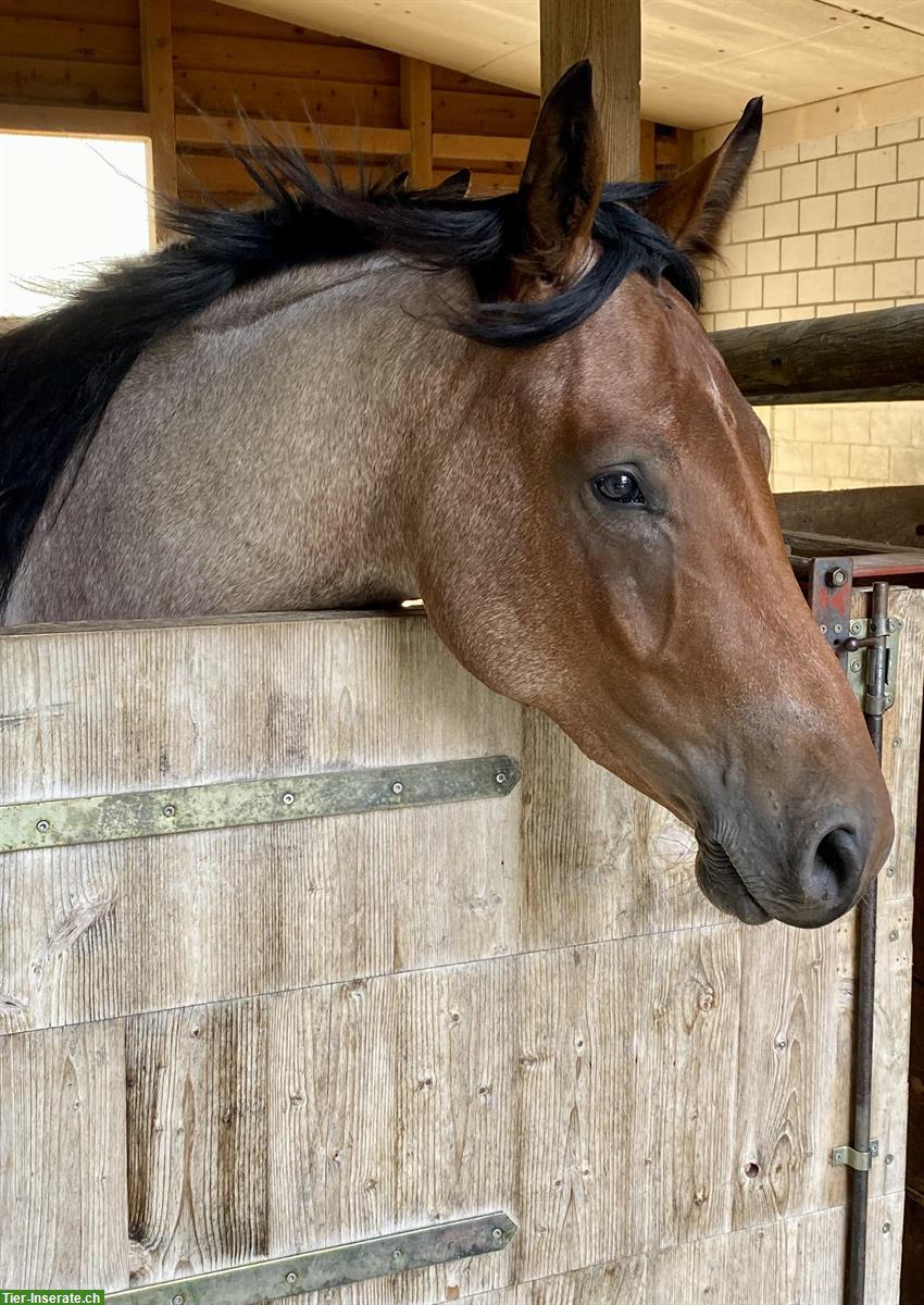Bild 8: Reitbeteiligung gesucht für Warmblut Stute bei Schötz LU
