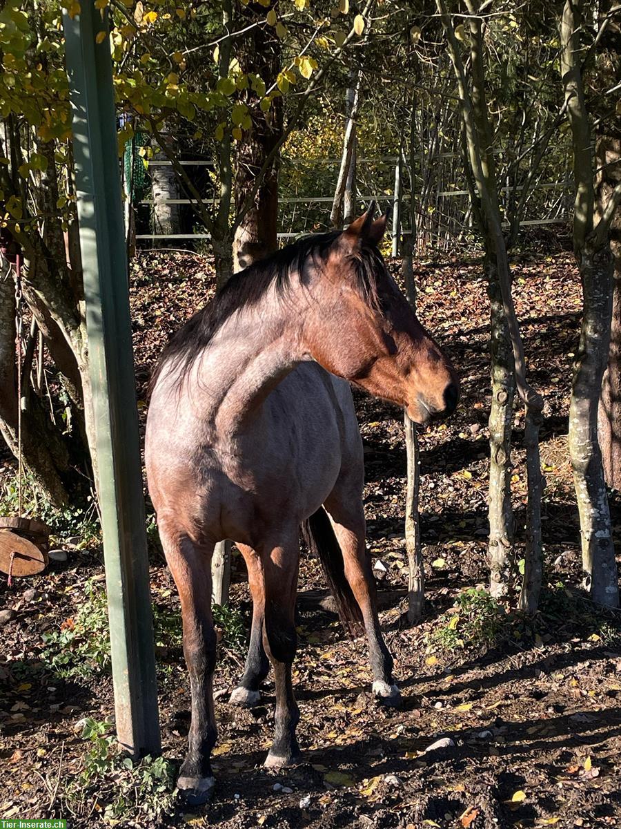 Bild 9: Reitbeteiligung gesucht für Warmblut Stute bei Schötz LU