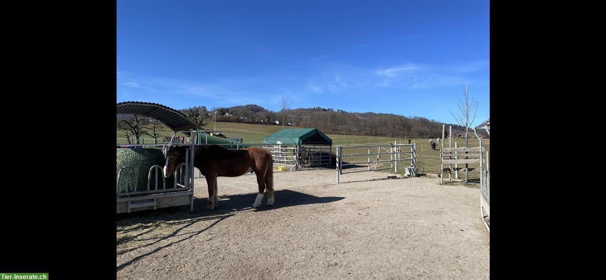 Bild 2: Platz im Offenstall, Offenstallplatz in Kehrsatz BE